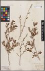 Foto von Salix aurita L. x Salix repens L.